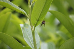 Kirschlorbeer Genolia, extraflorale Nektarien, Bienen im Anflug