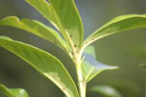 Kirschlorbeer Genolia mit extrafloralen Nektarien auf der Blattunterseite