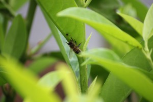 Eine Honigbiene auf einer so genannten extrafloralen Nektarie, einer süssen Saftdrüse beim Kirschlorbeer Genolia