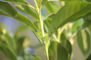 Kirschlorbeer Genolia mit extrafloralen Nektarien, Tummelplatz von Bienen, Wespen und Ameisen
